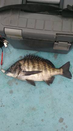 しらさのウキ釣りでナイスサイズのチヌ　旧の…