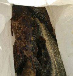 岸和田一文字、ウキ釣り・サビキ