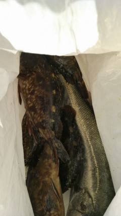 岸和田一文字、ウキ釣り・サビキ