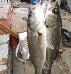旧の赤灯台でのウキ釣り・セイゴの釣果