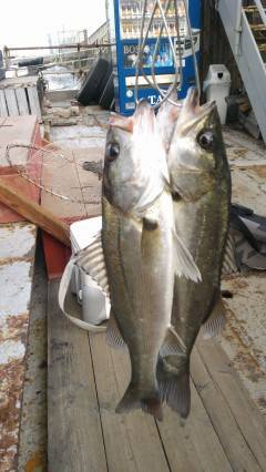 旧の赤灯台でのウキ釣り・セイゴの釣果