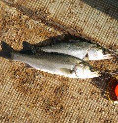 中波止3番でシラサのウキ釣り　セイゴにハネが釣れています