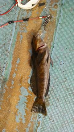 32cmの立派なアイナメ！シラサエビでの釣…