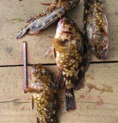 32cmの立派なアイナメ！シラサエビでの釣果です