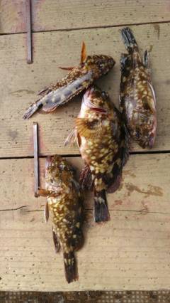 32cmの立派なアイナメ！シラサエビでの釣果です