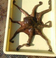 31日　渡船を使ってのタコ釣り好釣！
