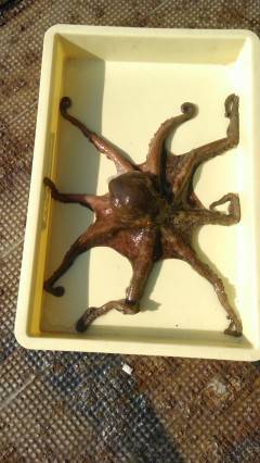 31日　渡船を使ってのタコ釣り好釣！