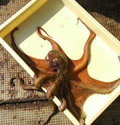 31日　渡船を使ってのタコ釣り好釣！