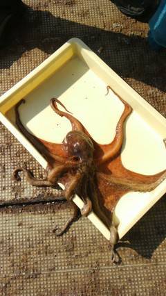 31日　渡船を使ってのタコ釣り好釣！