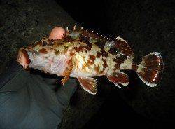 貝塚周辺をランガンしましたが・・・