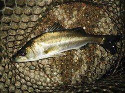 貝塚周辺をランガンしましたが・・・