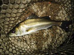 貝塚周辺をランガンしましたが・・・