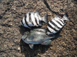 北港釣り公園　カゴ釣りでグレ＆サンバソウ