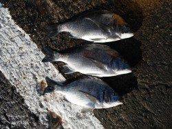 北港釣り公園　カゴ釣りでチヌ〜37cm