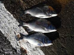 北港釣り公園　カゴ釣りでチヌ〜37cm