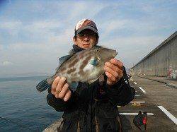 北港釣り公園　良型ウマヅラ＆チヌ☆