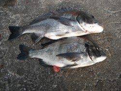 北港釣り公園　良型ウマヅラ＆チヌ☆