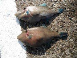 北港魚つり公園、本日もウマヅラが釣れています