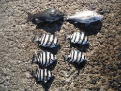 北港魚つり公園でチヌ・グレ・サンバソウ