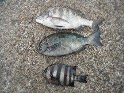 和歌山北港魚つり公園30cmオーバーのグレ釣れてます