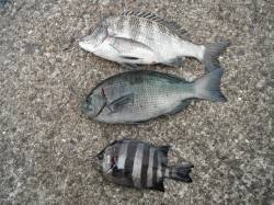 和歌山北港魚つり公園30cmオーバーのグレ…