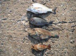 【11日】北港魚つり公園、色々な魚が釣れています♪