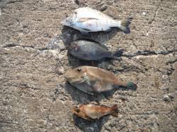 【11日】北港魚つり公園、色々な魚が釣れて…