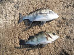 北港釣り公園　カゴ釣りでチヌ＆メバル