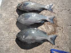 北港魚つり公園でまるまるとしたグレ！