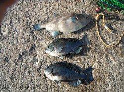 和歌山北港魚つり公園、ウマヅラとグレの釣果