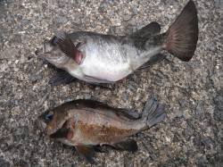 北港釣り公園　メバルの釣果出てます☆