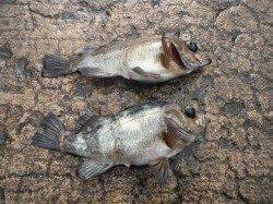 北港釣り公園　メバルの釣果出てます☆