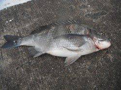和歌山北港魚つり公園、45cmの良型チヌ♪