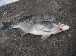 和歌山北港魚つり公園、45cmの良型チヌ♪…