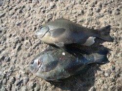 北港魚つり公園、丸々太った良型グレ