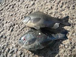 北港魚つり公園、丸々太った良型グレ