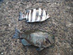 22日：北港魚つり公園、サンバソウとグレの釣果