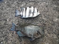 22日：北港魚つり公園、サンバソウとグレの…