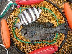 【釣り日和です】和歌山北港魚つり公園でグレ&サンバソウ