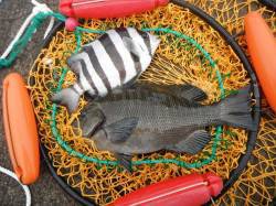 【釣り日和です】和歌山北港魚つり公園でグレ…