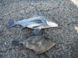 和歌山北港魚つり公園チヌ＆ウマズラの釣果