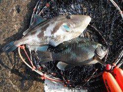 北港釣り公園　カゴ釣りでグレ＆ウマヅラ