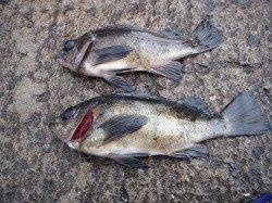 北港釣り公園　メバルの釣果もあり