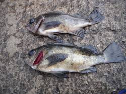 北港釣り公園　メバルの釣果もあり