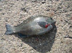 まるまるとしたグレ釣れています、和歌山北港魚つり公園