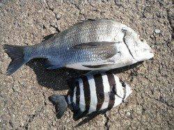 和歌山北港魚つり公園、良型のチヌとサンバソウの釣果☆