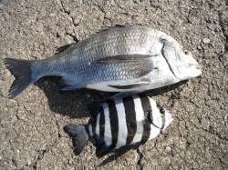 和歌山北港魚つり公園、良型のチヌとサンバソ…