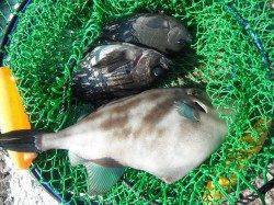 北港魚つり公園で良型メバルにグレ・ウマヅラ