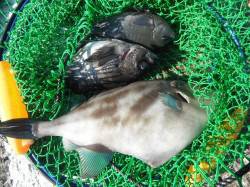 北港魚つり公園で良型メバルにグレ・ウマヅラ…