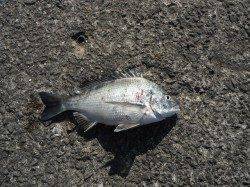 今日はチヌも釣れています、和歌山北港魚つり公園での釣果